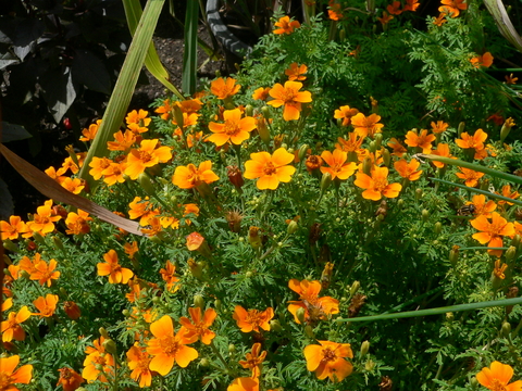 Orange flowers of the gem signet marigold