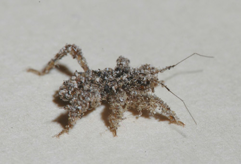 Small insect with six legs and two antennae covered in dust