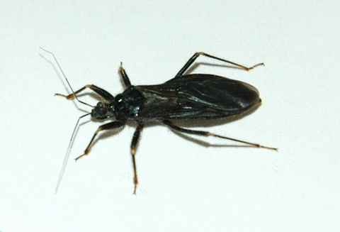 A black insect with a flattened, oval body, six spider-like legs and two antennae