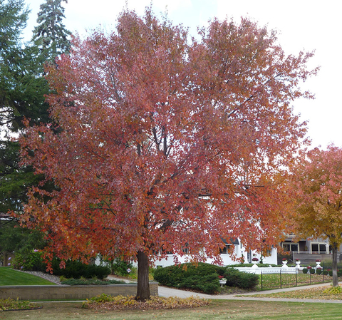 Large maple tree with red fall foliage growing in urban yard
