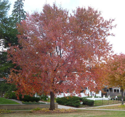 Maple tree in red fall color.