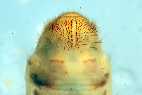End tip of the underside of a May-June beetle grub with hairs growing out of it.