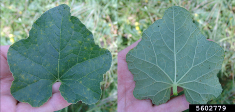 Small yellow spots on top of a leaf, with black spots on the underside.