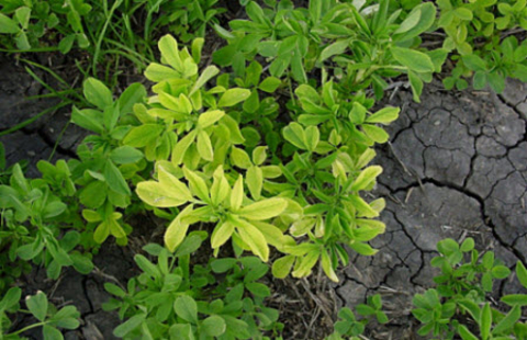 alfalfa plant with yellowed and stunted leaves.