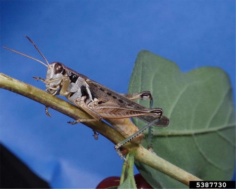migratory grasshopper on stem