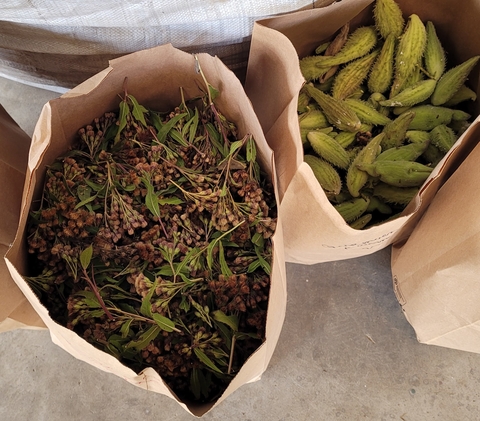 Seed pods and flower heads of the milkweed plant, which is critical for the monarch butterfly life cycle