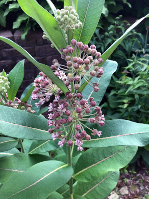 Milkweed plant with large balls of small pink flowers and broad leaves in a garden.