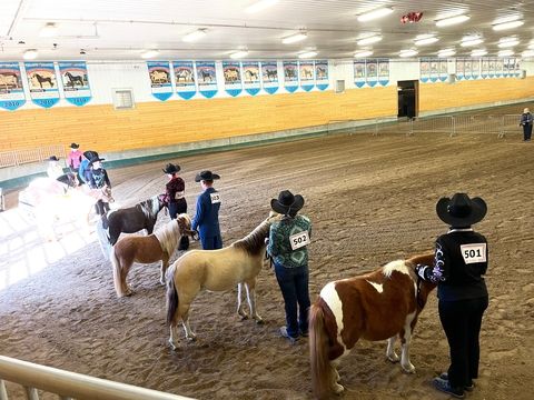 youth showing miniature horses