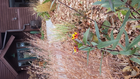 A small cluster of bright tropical milkweed blooms stand out in a garden. Surrounding it are senesced grasses and old fallen leaves from trees.