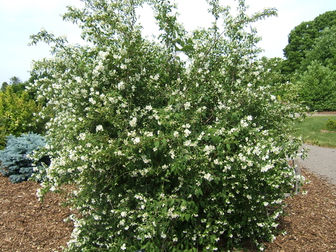 Blizzard mockorange shrub has a rounded shape with white flowers
