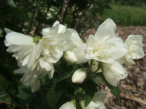 Many-petaled white flowers of ‘Snowbelle’ mockorange