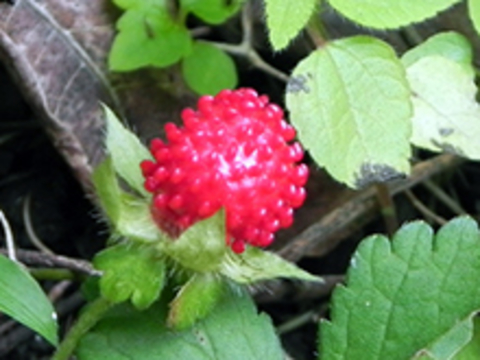 Mock strawberry plant with red berry