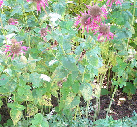 Rust-infected Monarda plants that have yellow leaf spots on the lower leaves