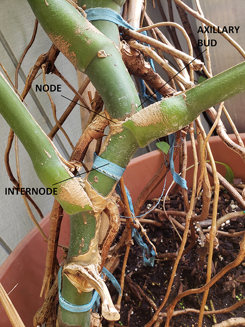 A segmented green stem with one line pointed on the stem opposite of a leaf marked “node,” one line pointed to above the leaf petiole marked “axillary bud” and one line pointing between two nodes marked “internode.”