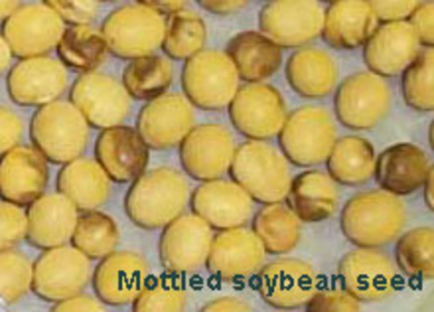 many mottled soybean seeds, yellow with brown areas.