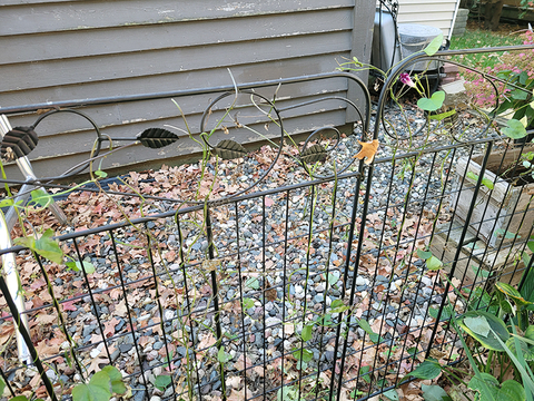 Black fence with a few green stems on it.