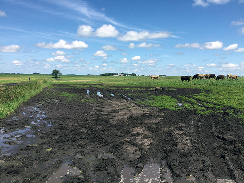 Mud and standing water in pasture with cattle grazing.
