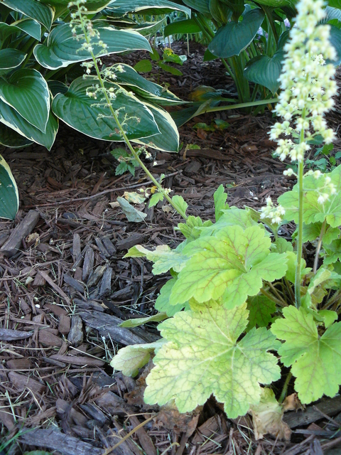 A garden bed with ornamental plants and shredded wood mulch protecting the soil.