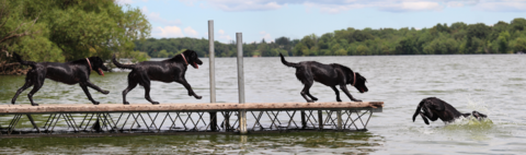 dog runs across a dock and jumps into the water