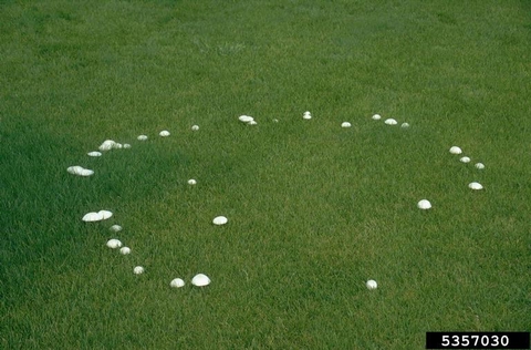 White mushrooms growing in a ring on a green lawn.