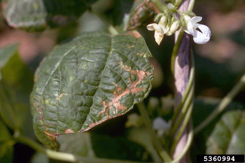 Sunscald on bean leaves appears as crispy brown spots.