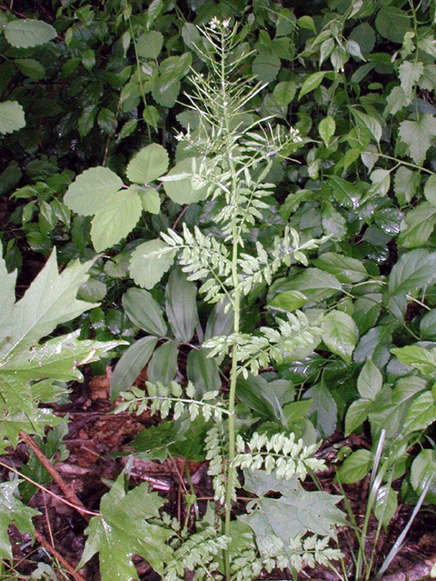 tall narrowleaf bittercress plant in grass