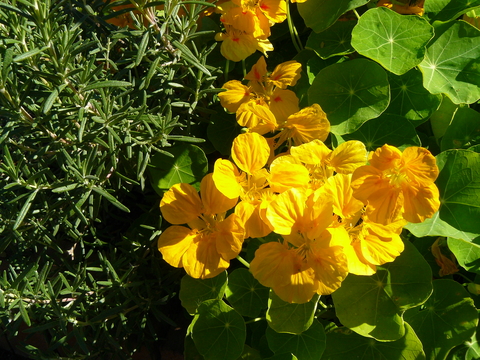 Rosemary planted next to bright gold flowers of ‘Whirlybird Gold’ nasturtium.