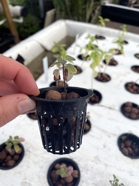 Hand holding a small black pot with slotted sides. The pot is filled with small clay pebbles and a small seedling is growing out of the pot. In the background, many small net pots are nested into a piece of polystyrene, which floats over a container of water.