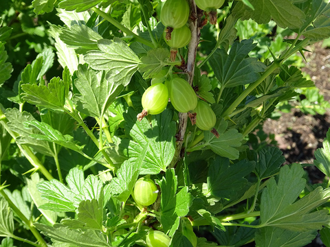 Green gooseberries growing on plant