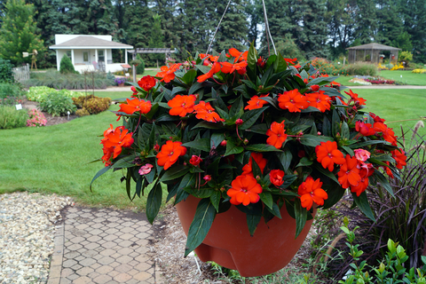 Bright orange-red impatiens in a hanging planter outside.