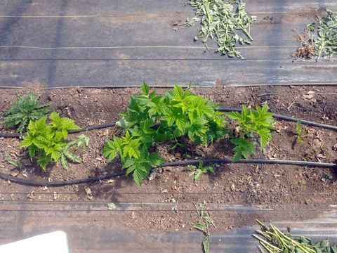 Young raspberry primocanes in a row with irrigation tubing and mulching fabric on either side.