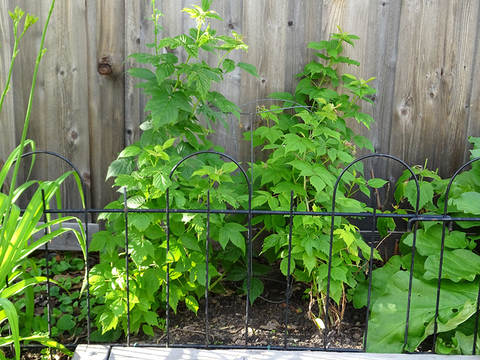 raspberry plants with no fruit in a garden bed in front of a wall and behind a wire decorative fence