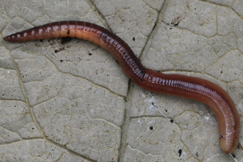 night crawler worm on concrete pavement. 