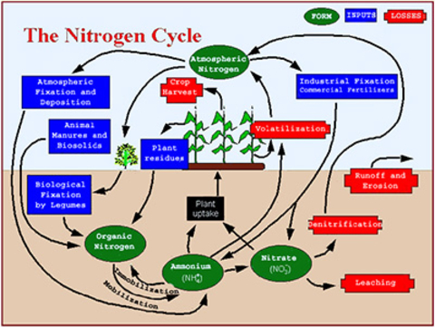 Image of Nitrogen in soil