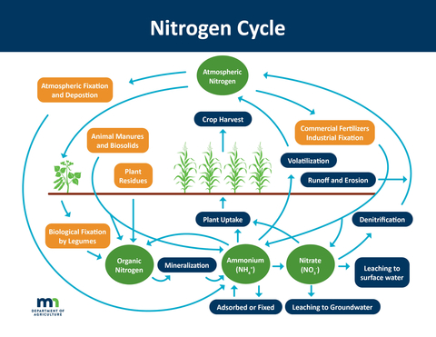 Info graphic showing how nitrogen moves through fixation, deposition, and denitrification, all through plant uptake and crop harvest.