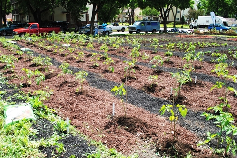A community vegetable garden in a city block. 