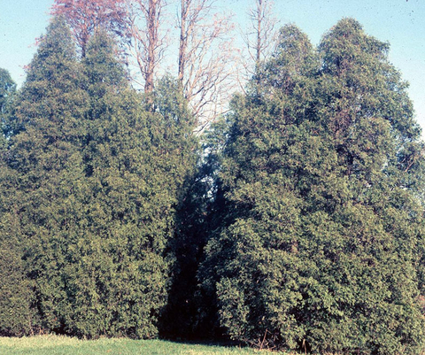 A row of tall fir trees in a landscape.