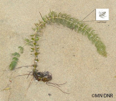 Northern water milfoil on a sandy beach with pop out illustration of leaf detail.