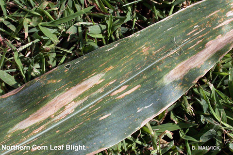 close up of corn leave with tan oblong shapes.