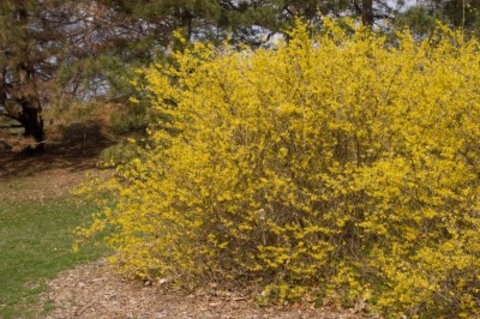 A forsythia shrub in spring with yellow flowers and no leaves