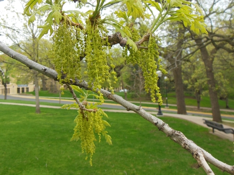 Clusters of long, green strands (oak flowers) on a tree branch, outside.