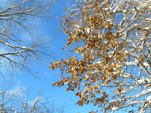 Tan oak leaves against a bright blue sky.