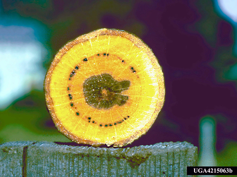 Cross-section of a tree trunk. The center is discolored and surrounded by an additional ring of dark discoloration.