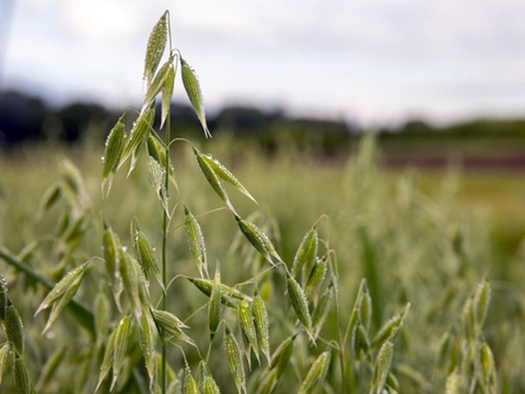 Closeup of oat plants in a field of oats.