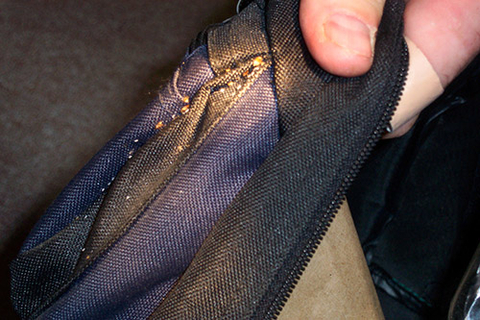 Bed bugs grouped along the seam of a blue backpack 