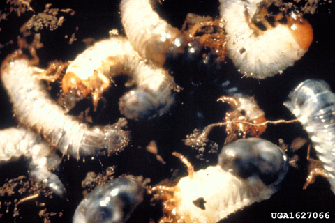 A close-up of several larvae Japanese beetles in soil.