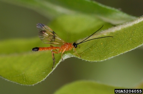 Orange parasitoid wasp resting on a leaf.