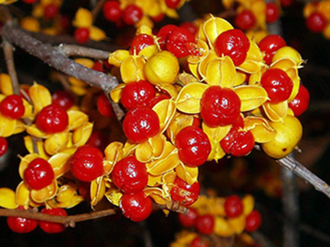 Red round leaf bittersweet berries with bright yellow leaves.