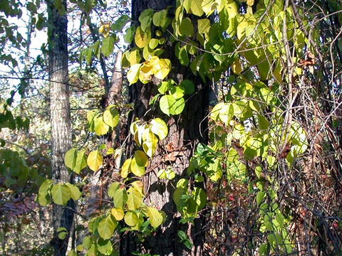 close up of tree and leaves of the oriental bittersweet tree