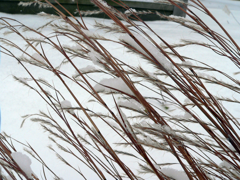 A close up of silvery feathery flower heads on tan ornamental grass stems against the snow.